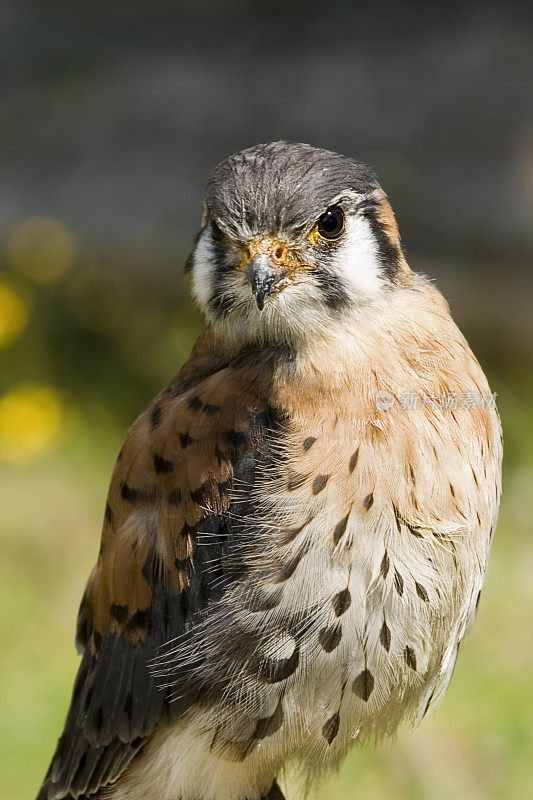 Kestrel (Falco tinnunculus)